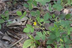 Rhynchosia rufescens